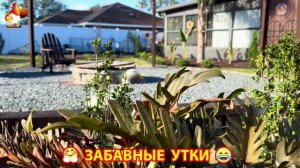 Забавные утки мускусные и пекинские на свободном выгуле со своими друзьями ч.(363) ❣️🤗😂