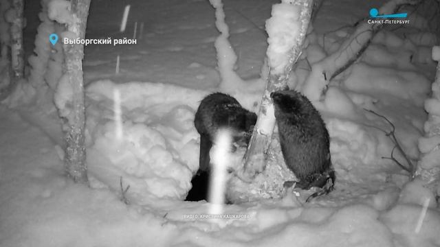 Бобры в большом городе и маленький пернатый хищник в Сосновке