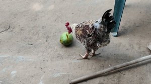 Мозамбик. 5 серия