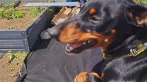 Весенний денёк на даче! Муж собирает новые грядки, я сажаю клубнику! А девчонки резвятся на природе!