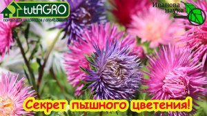 Шикарные ЦИНИИ и АСТРЫ: цветение до заморозков. Как я добиваюсь шикарного цветения циний и астр.