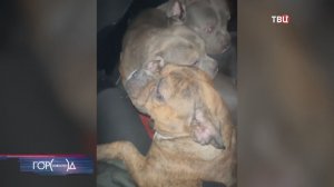 Активисты вызволили 15 собак у "черных заводчиков" в Подмосковье