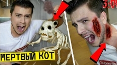 призывали погибшего кота Насти