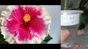 Пришла посылочка с гибискусами.