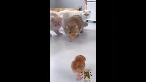 Видео от МЯУтаверс – как метавселенная, но с котами