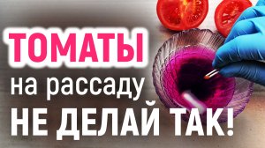 ТОМАТЫ на РАССАДУ: без замачивания, проращивания, пикировки. Очень легко!