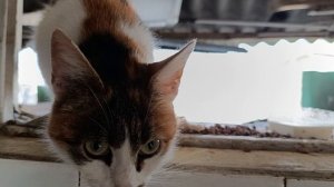 Ушастика пришла