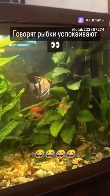 Разборка в аквариуме смотреть онлайн