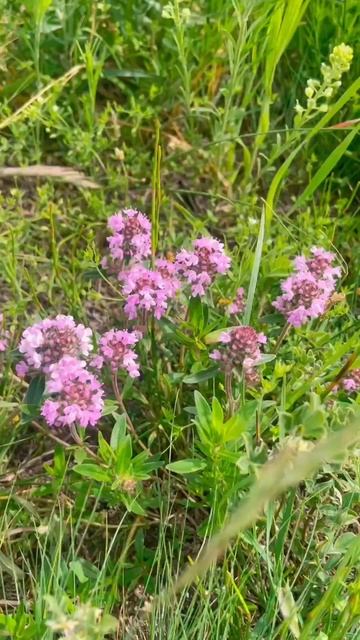 Лето 🌞 скорее возвращайся ☺️ #красота #горы #кавказ #врек #рекомен