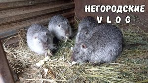 Отсадили самочек нутрий: уживутся ли? 23.02.26