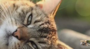 .... Как работают Органы чувств Осязание и Обоняние....