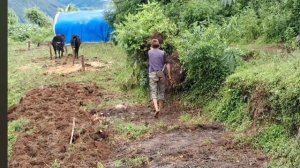 56серия/Жизнь в горной деревне Непала | в непальской бедной, но счастливой семье