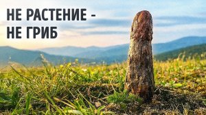 Палеонтологи обнаружили огромное существо, которое не вписывается в Древо жизни