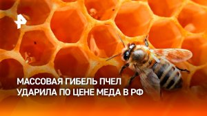 Мед подорожал в России из-за массовой гибели пчел
