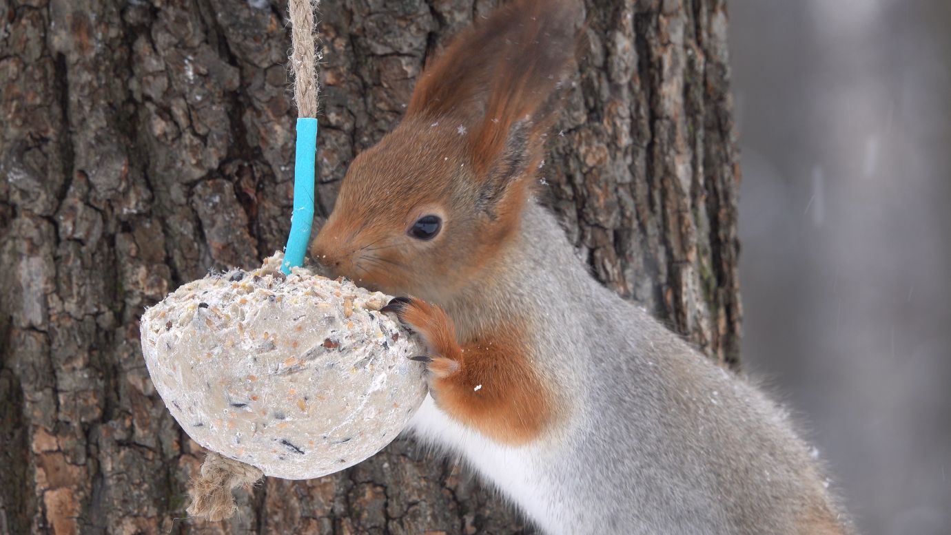 Снова про белку, которая ест сало. Зарисовка смотреть онлайн