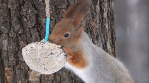 Снова про белку, которая ест сало. Зарисовка