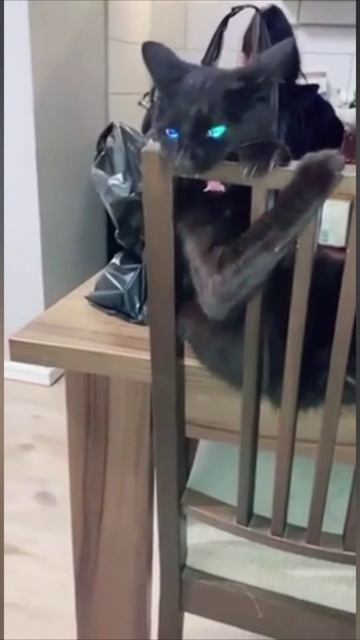 Смешные коты #112-2