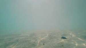 2026.02.10. ОАЭ. Рас-эль-Хайма. Rove Al Marjan Island. "Рыбки Персидского залива" ...