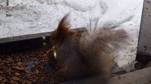 белка замерзла