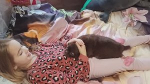 #продаю_щенка_чихуахуа ОЧЕНЬ ласковая Глафира #купить_чихуахуа_продам +79215950848