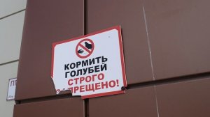 Ручные голуби в центре города