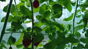 Помидоры на подоконнике 👍😀