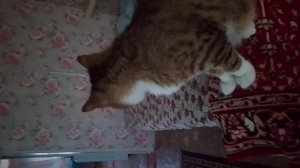 видео про тишку 3 (давно вышло)