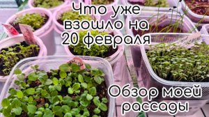 Обзор моей рассады. Что уже взошло на 20 февраля