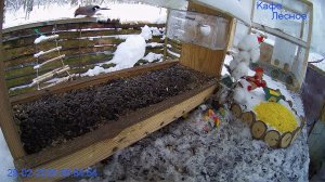 🔴 24 LIVE Главная Кормушка