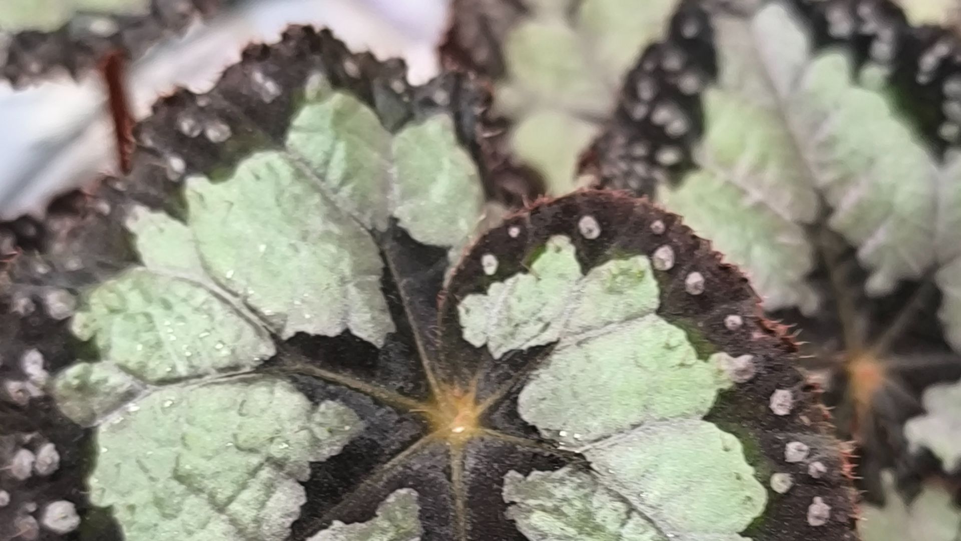 цветочные хлопоты смотреть онлайн