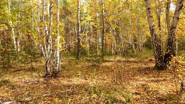 Осень золотая смотреть онлайн