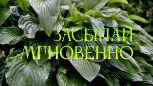 Вы быстро заснете под  нежный звук капель дождя по листьям в саду