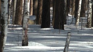 Дикая природа Урала. Косуля.