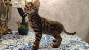 Дориан Алис-Бриллиант 1,5 мес.