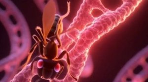 Симфония 24 хромосом