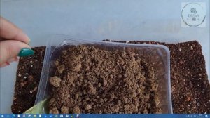 КАК ПОСАДИТЬ СЕМЕНА СУКУЛЕНТОВ