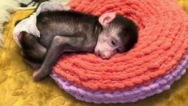 ОЧЕНЬ МИЛО! Николь обиделась на меня и играет в обиженку😁 смотреть онлайн