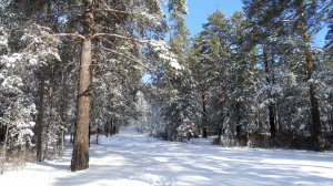 "  Зимний  лес "