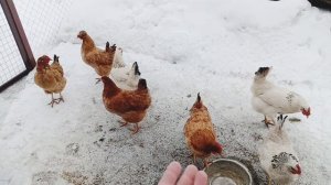 Как мои куры перезимовали?