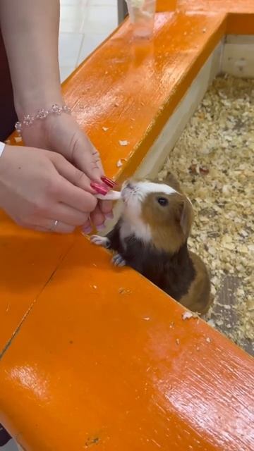 Никогда не кормите ЭТИМ домашних животных!