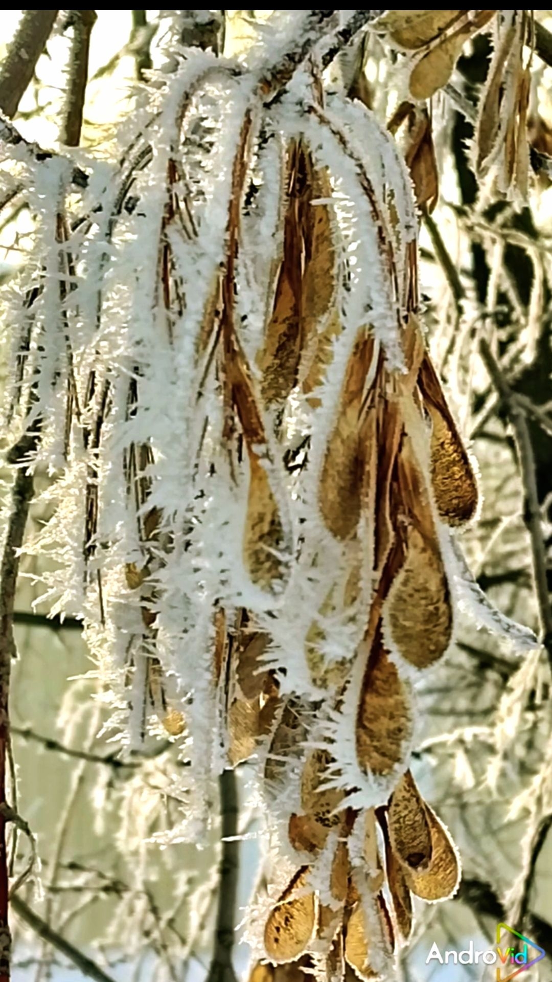 Дыхание уходящей зимы. 26-02-2026