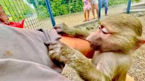 Пока Влад убирает вольер Манечка требует внимания и так мило УХАЖИВАЕТ за мной!