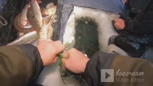 Как ловит Сеть зимой.щук и судака тьма