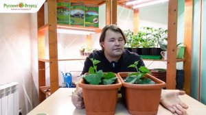 Зимний огород. Выращиваем огурцы.