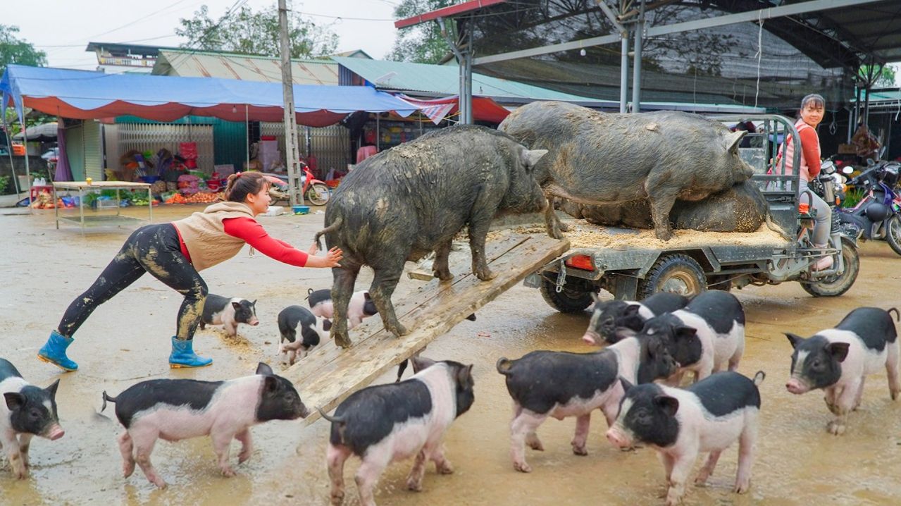 Привезла на рынок трех огромных свиней на грузовике, чтобы продать.