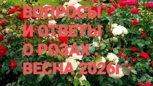 Вопросы и ответы о розах! Весна 2026г.