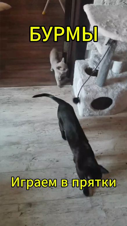 Бурмы - играем в прятки))