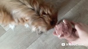 Нам установили межкомнатные двери. У Ариши появился питомец🐱