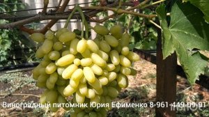 виноград кишмиш Русалка ( R-6)