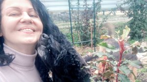 Алёна с собаками в южном саду, хлопочет по ландшафтному дизайну и сажает белые лилии